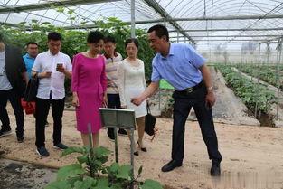 岳阳瓜菜小镇今日新闻,丰收景象映衬乡村振兴新篇章