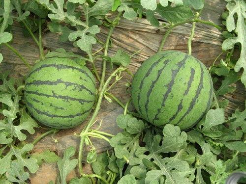 昌乐吊瓜今日价格行情,品质佳价优，市场反响热烈