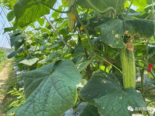 瓜菜类今日价格,市场行情一览