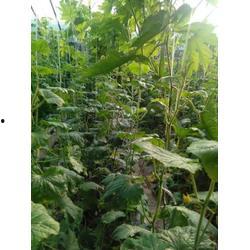 山东今日小瓜价格查询,山东今日小瓜价格行情一览