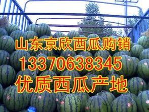 山东今日小瓜价格查询,山东今日小瓜价格行情一览