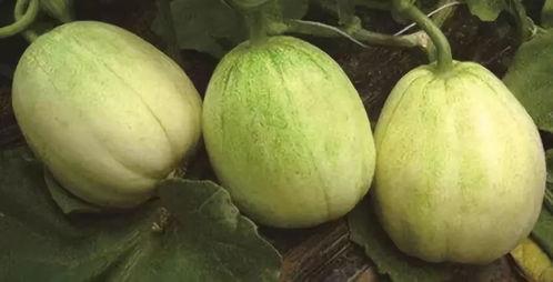 山东今日小瓜价格查询,山东今日小瓜价格行情一览