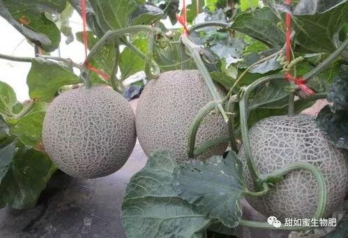 网纹提瓜今日价格,市场行情一览