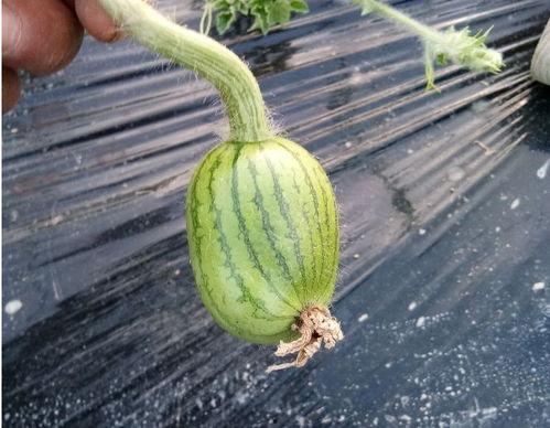 网纹提瓜今日价格,市场行情一览