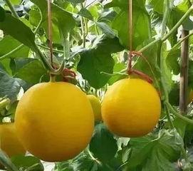 网纹提瓜今日价格,市场行情一览