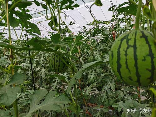 首横城吊瓜今日价格,价格行情一览”