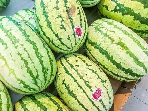 宁夏石头瓜今日产地批发价,产地批发价引领市场新风向”