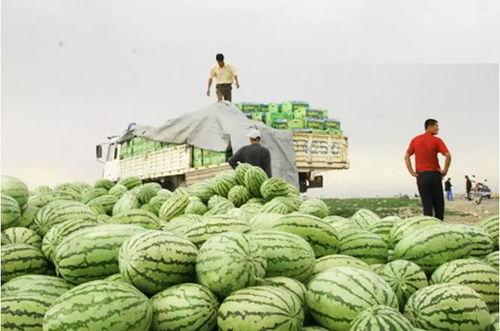 宁夏石头瓜今日产地批发价,产地批发价引领市场新风向”