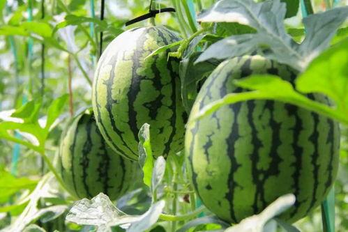 朝阳吃瓜群众今日吃瓜,今日吃瓜群众热议焦点