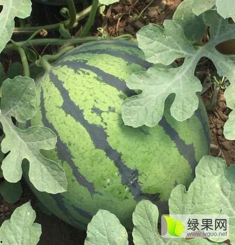 芋瓜价格今日行情,今日行情一览”