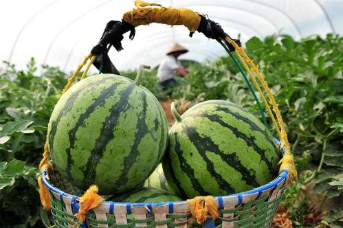 今日二瓜价格,市场动态一览”