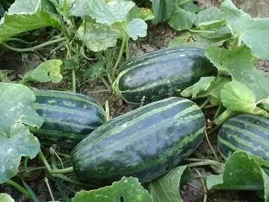 今日二瓜价格,市场动态一览”