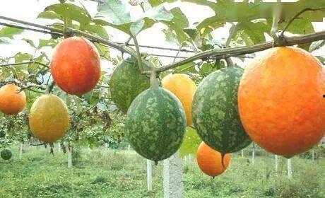 山东今日吊瓜价格表最新,最新市场行情一览