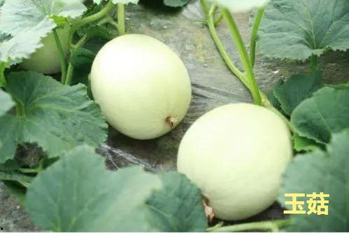 今日玉菇瓜零售价格,新鲜上市，品质保证