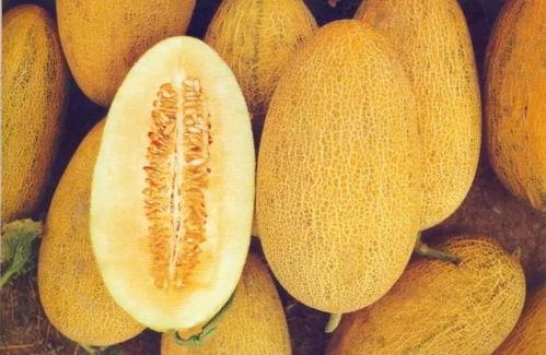 今日嘉兴哈密瓜价格,品质佳受热捧