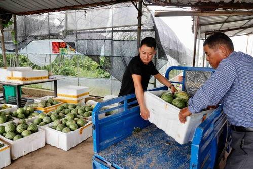 今日田瓜行情最新消息,今日最新价格走势解析