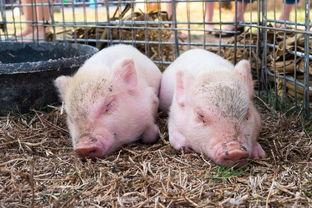 瓜州生猪今日价格查询网,市场行情一览无余