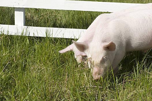 瓜州生猪今日价格查询网,市场行情一览无余
