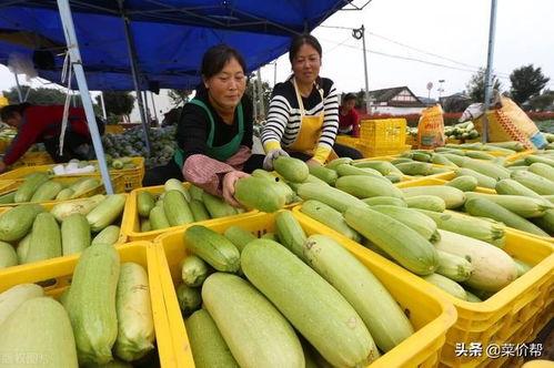 寿光吊瓜今日价格,市场行情一览