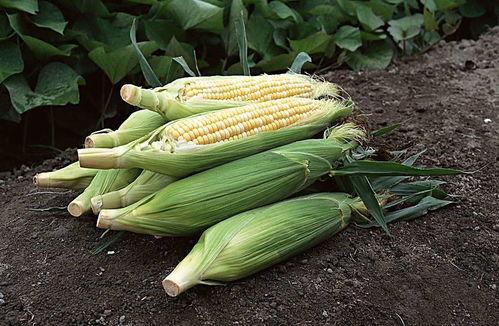 寿光吊瓜今日价格,市场行情一览