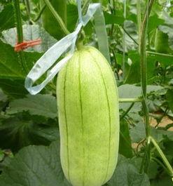 今日大荔高石脆瓜价格,价格行情一览”