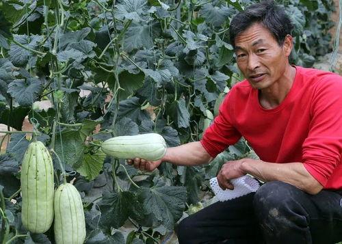 今日大荔高石脆瓜价格,价格行情一览”