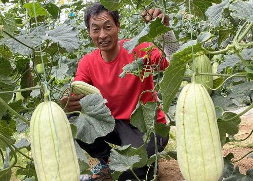 今日大荔高石脆瓜价格,价格行情一览”