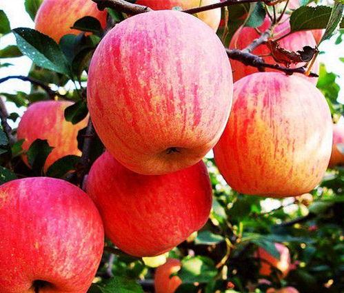 河南今日苹果小白瓜基地批发,苹果小白瓜基地批发市场行情一览”