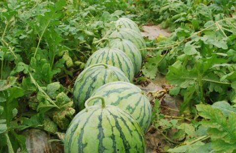 今日大蓬瓜价,今日大蓬瓜价格波动解析