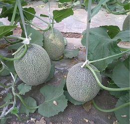 湖南哈密瓜价格今日价,品质佳品，实惠之选