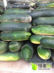 盐城大丰今日瓜价,新鲜瓜果价格一览