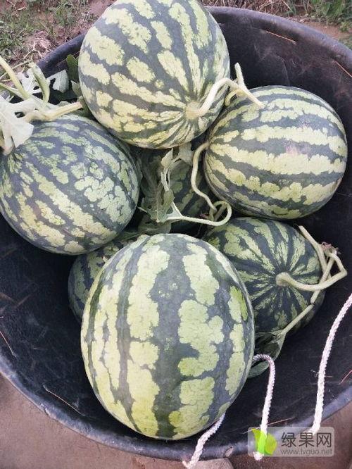 盐城大丰今日瓜价,新鲜瓜果价格一览