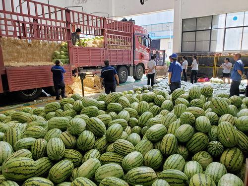 盐城大丰今日瓜价,新鲜瓜果价格一览