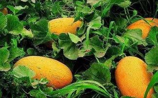 哈密瓜今日乌鲁木齐价格,新鲜上市，品质保证！”