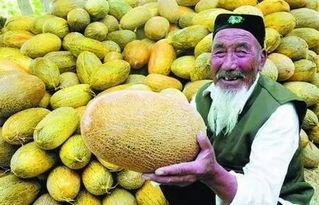 哈密瓜今日乌鲁木齐价格,新鲜上市，品质保证！”