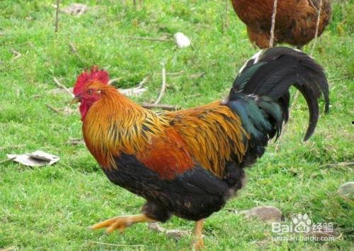 今日瓜州腊月鸡价格,传统美食迎来新春热销潮