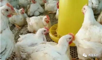 今日瓜州腊月鸡价格,传统美食迎来新春热销潮