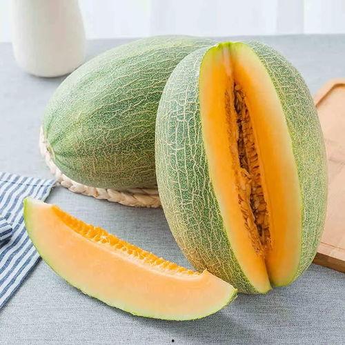 小蜜瓜今日价格,新鲜上市，品质保证