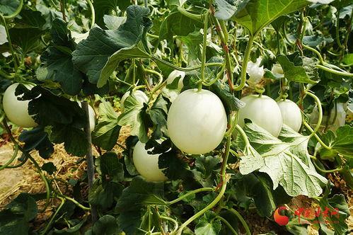 小蜜瓜今日价格,新鲜上市，品质保证