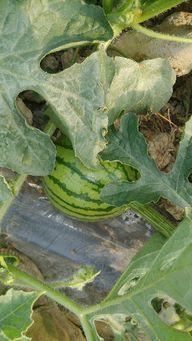 今日勐海瓜价格行情