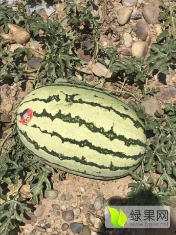 宁夏砂瓜今日价格表,品质佳，行情稳