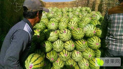 宁夏砂瓜今日价格表,品质佳，行情稳