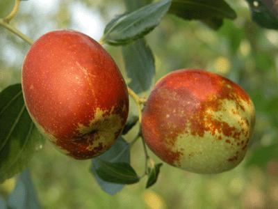 今日吊瓜多少钱一斤啊,一斤吊瓜多少钱？