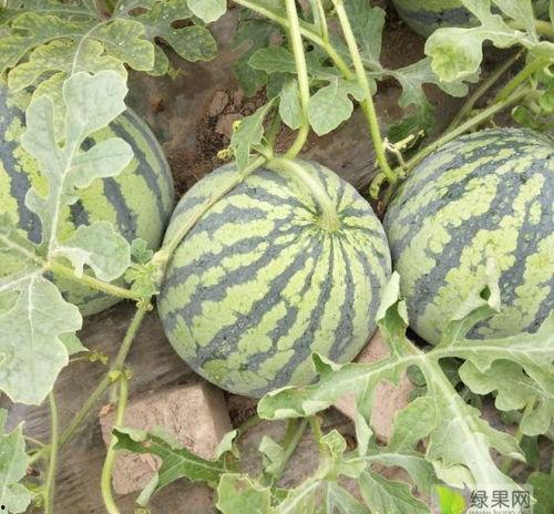 江苏瓜今日行情,供需两旺，价格稳中有升