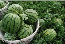 江苏瓜今日行情,供需两旺，价格稳中有升