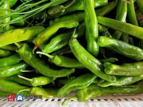 宁夏今日茭瓜价格行情最新,今日市场动态一览”