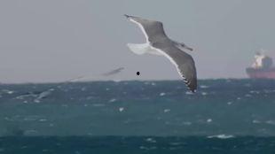 昆明滇池海鸥和明星网红,共筑昆明生态与人气新地标