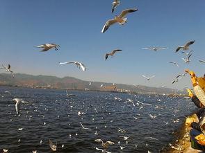 昆明滇池海鸥和明星网红,共筑昆明生态与人气新地标