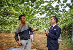 产地小吊瓜今日行情,价格波动与市场动态解析”