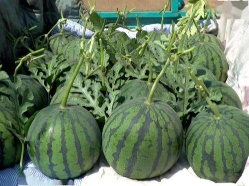 南京吊瓜今日价格,市场行情实时解析